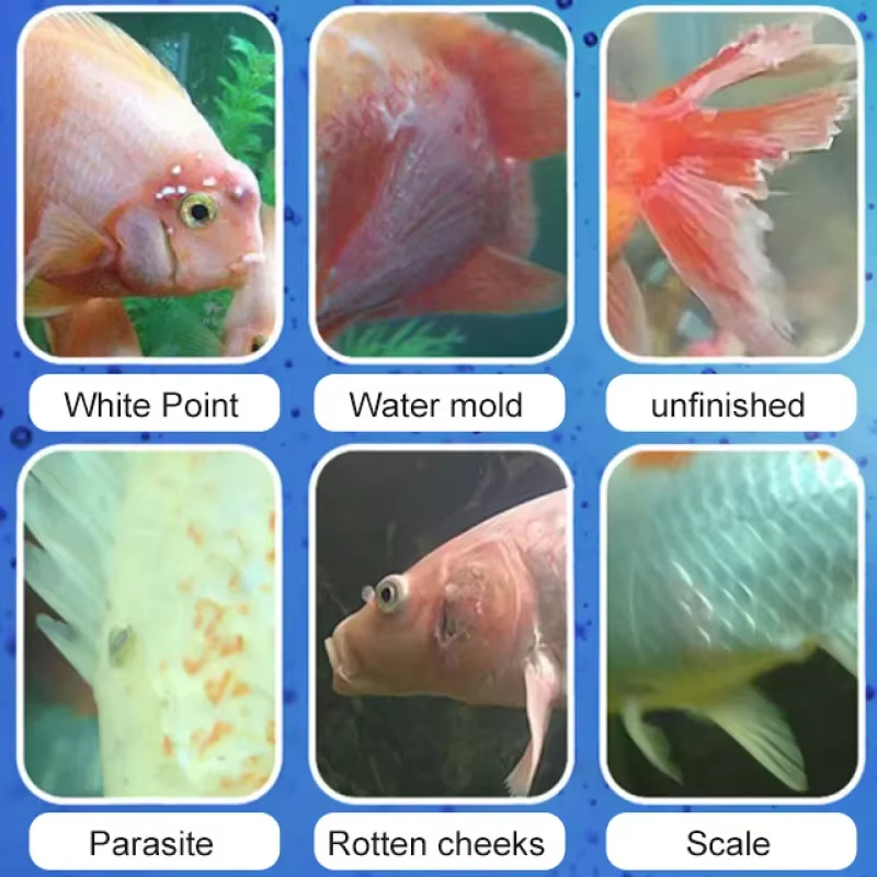 SIKEZHAN Fish Disease Treatmen - Aquarium Fish Freshwater 评论和价格