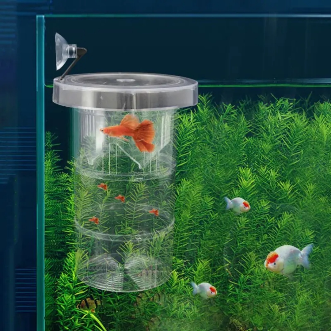 Acrylic Floating Fish Breeding - Aquarium Fish Marine 评论和价格