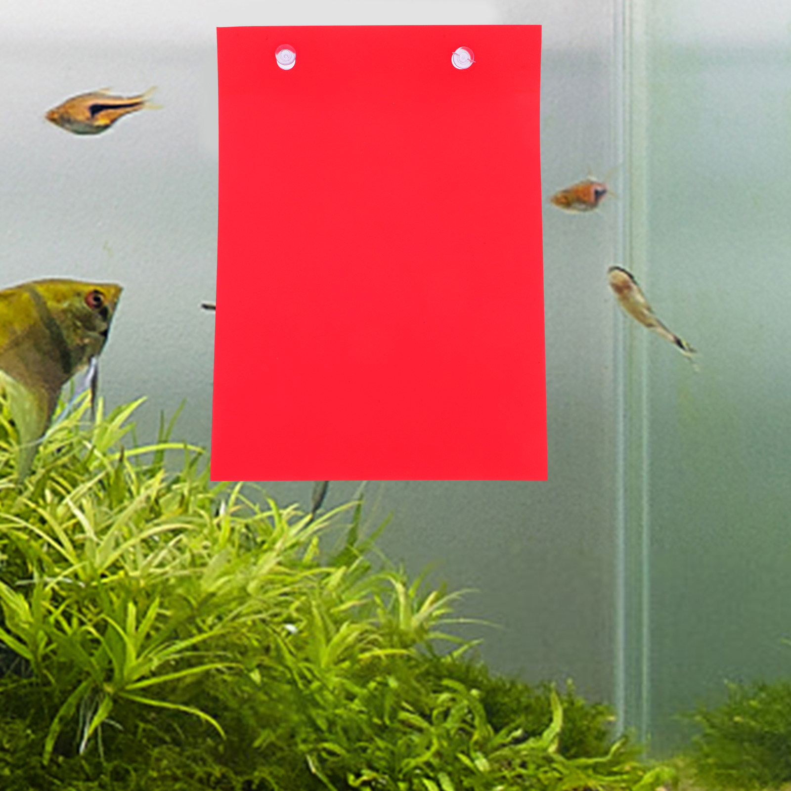 4Pcs Aquarium Fish Breeding Pa - Aquarium Fish Discus 评论和价格