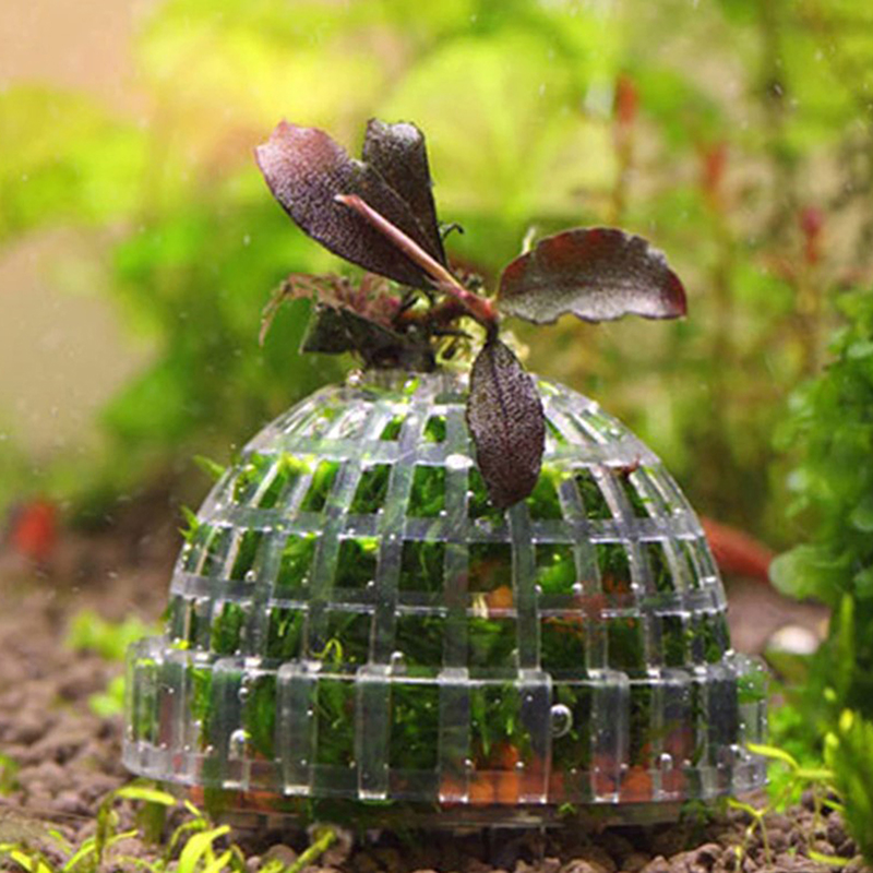 【B】Aquatic Pet Supplies Decora - Live Fish Aquarium 评论和价格